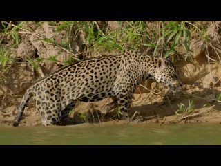 Тайная жизнь Ягуаров _ The Secret Life of the Jaguars!  17 сент 2023