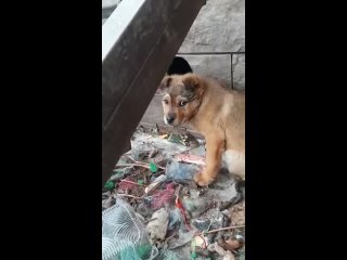 Брошенная собака со щенками (видео3) Иглино