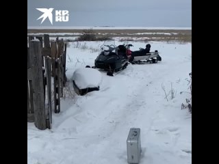 Под Новосибирском поймали браконьеров, убивших беременную лосиху.