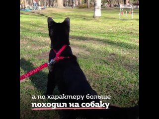 Косоглазый котик Биглу.