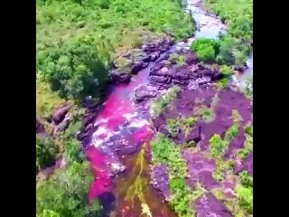 Оцените яркие цвета реки Каньо-Кристалес в Колумбии, которая считается одной из самых красивых в мире Каньо-Кристалес (Cao Cr