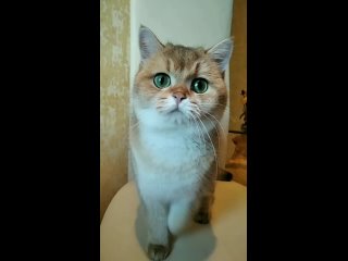 Видео от Шотландские   и британские котята  Луганск