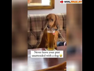 Пёс алкоголик - горе в семье😆