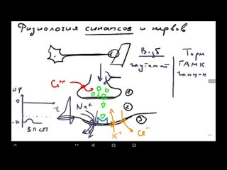 Физиология синапсов и нервов