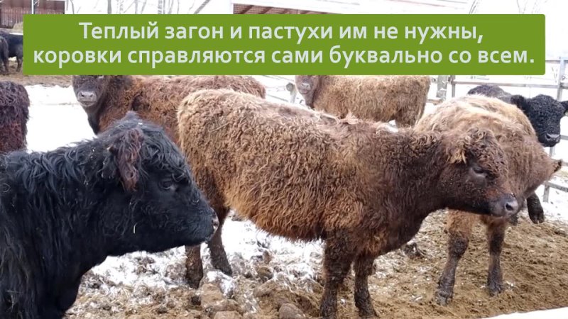 Галловейский