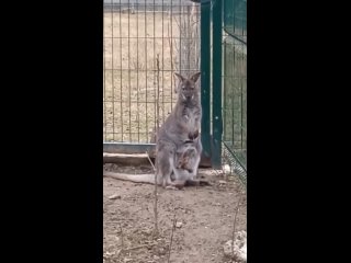 В Ростовском зоопарке родился малыш-кенгуру

Кроха появился у пары кенгуру Беннетта – самки Вьюги и самца Сибиряка.