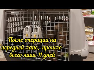 Лео снова у врача и не без причины...Верновцы - помощь животным