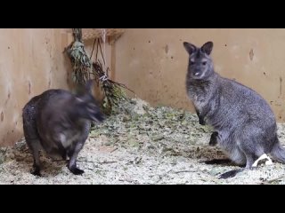 В челябинском зоопарке появились детёныши кенгуру Беннета