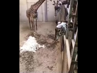 Пaпa-жираф познакомился с малышом