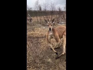 Битцуха норм,!! Они и ебаш..тся нормально!!! - Денис Столповский
