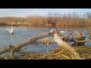 Лебеди-кликуны в Астраханском заповеднике