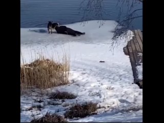 Спас собаку.