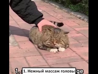 Инструкция как гладить котиков