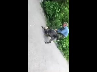 Охотничья собака напала и загрызла насмерть кошку