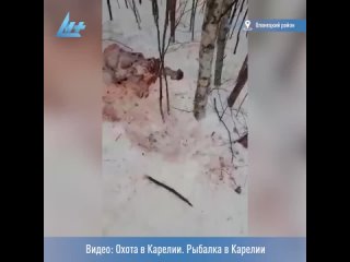 Браконьеры убили беременную лосиху в Олонецком районе