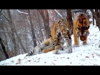 Уникальные кадры с семейством тигров