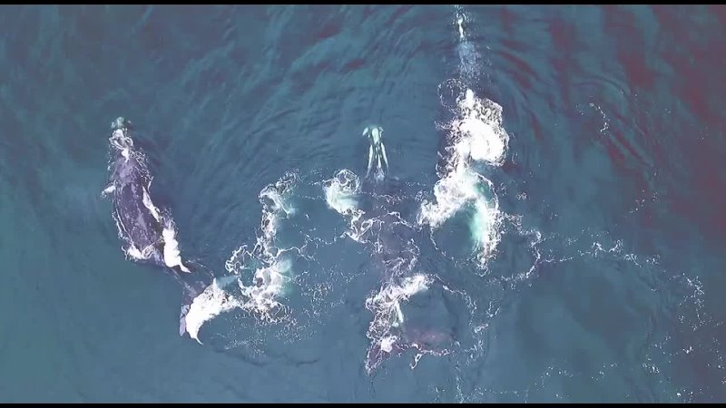 Японские гладкие киты в Охотском