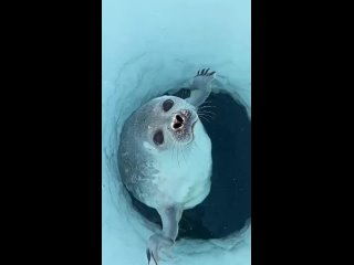 Нос тюленей сразу же закрывается при погружении под воду