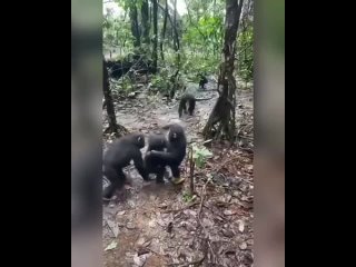 Дружелюбие шимпанзе