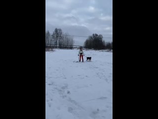 Видео от Помощь АСТ, АПБТ,бультерьерам, метисам