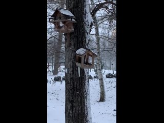 Синички-сестрички.