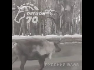🦌 В Томске олень устроил забег по проезжей части