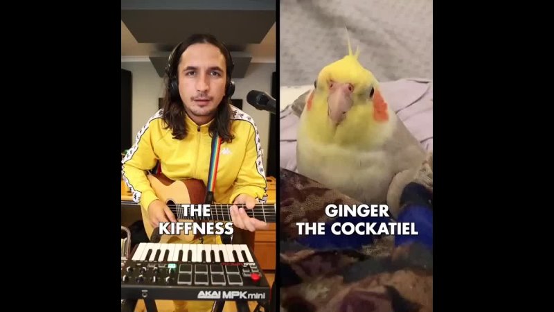The Kiffness x Ginger the Cockatiel — Kookee Kookee