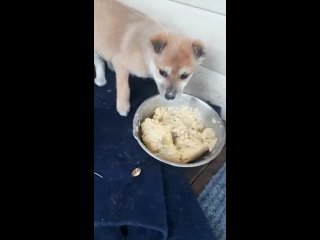 Брошенная собака со щенками (видео4) в Иглино