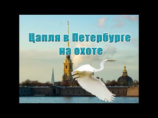 Новости Горелово Цапля в Петербурге на охоте
