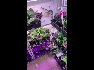 Live: Орхидеи Orchids.33