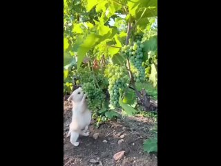 Маленький любитель винограда