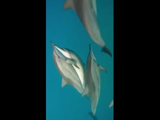 Ухаживания дельфинов – «любовный танец»