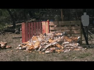 [Zёбра] Купил полноценный автомат Калашникова! | Разрушительное ранчо