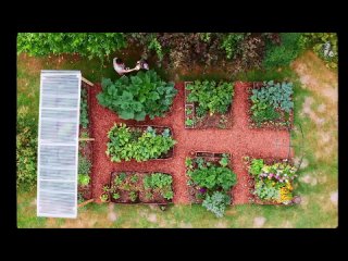 #84 Growing a Vegetables Garden from an Empty Backyard _ No Dig - Satisfying Harvest!.mp4