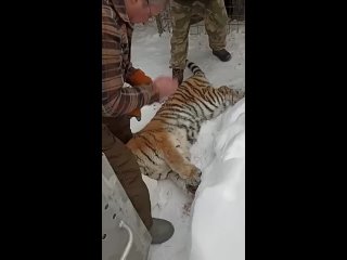 Поймали опасную тигрицу.