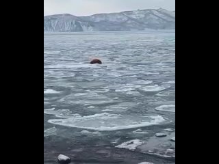 📢На Камчатке одинокий морж рассекал на льдине
Люди заметили зверя недалеко от острова Старичков

📰Моржи для юга Камчатки явление