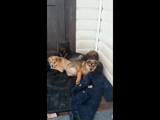 Брошенная собака со щенками (видео2) в Иглино