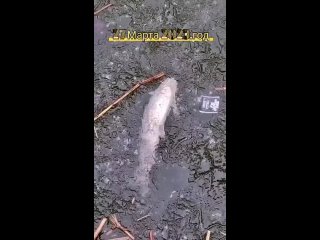 Кругом мусор и дохлая рыба: тамбовчанин снял видео с массовой гибелью белого амура в уваровском пруду