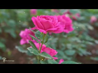 ✫Мантра для открытия всех дорог★ Мантра БЛАГОСЛОВЕНИЯ✫