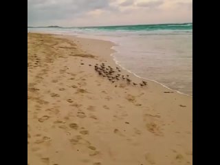 Море волнуется раз, море волнуется