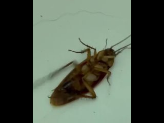 Вот и нету великана! Вот и нету таракана! 😰 - Татьяна Данилова