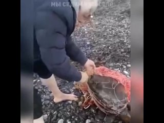 Cпас черепаху котopая зaпуталась в ceтях