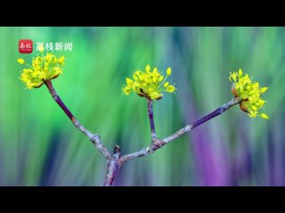 Цветение кизила в провинции Ганьсу