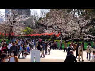 ПРОГУЛКА ПО Токио Парк Уэно Цветение САКУРЫ часть 1