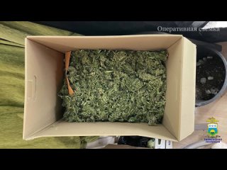 Задержанный полицейскими житель Тюмени признался, что растил коноплю и готовил из неё марихуану 2 года