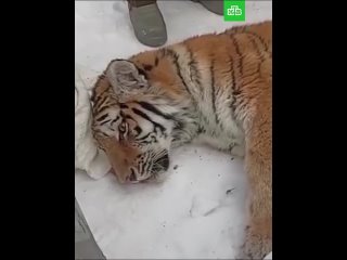 Голодная тигрица забралась на пасеку в Хабаровском крае