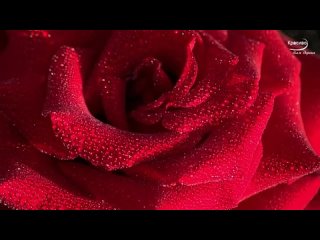 Моя любовь! Невероятно красивая музыка, Бархатная нежность красных роз...