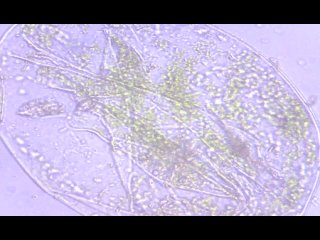 Движение цитоплазмы в клетках растений