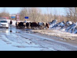 Куда смотрит Ветслужба Югры?