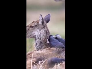 ГалкаГалок иногда путают с грачами.